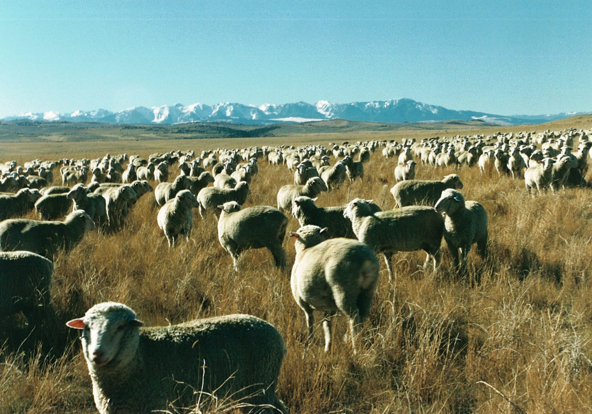 Boulder River Fish & Stock Farm