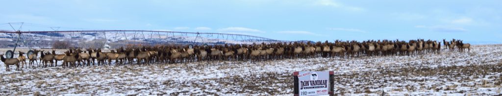 Gooch Hill Ranch Elk